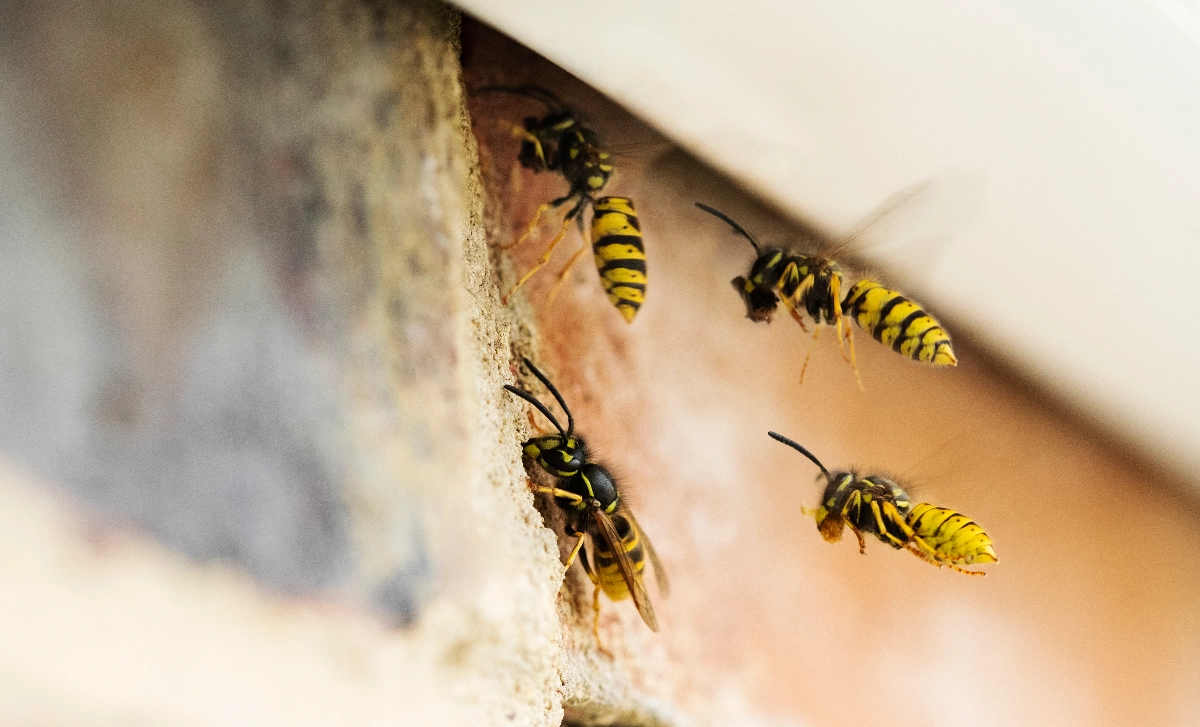 Acme Pest Control about our company image - Simple Website, Website Builder, Free Website, No Coding Website, easy website,  Insect control,  Rodent control, Tec-Nut.com Websites, New Website,  Wildlife removal,  Extermination services, Free website template